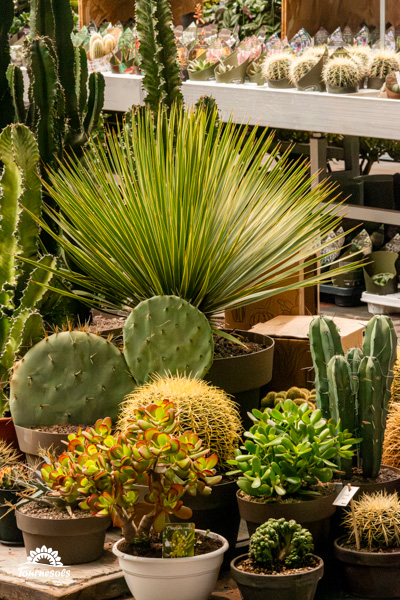 Collection diversifiée de différents types de cactus, idéale pour l'aménagement paysager et la décoration intérieure.